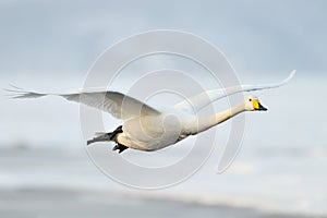 Whooper Swan