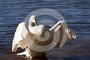 Whooper swan