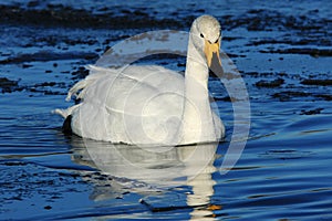 Whooper Swan photo