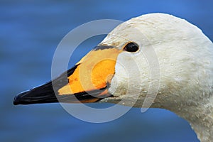 Whooper Swan photo