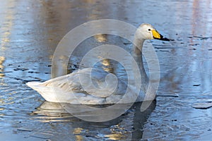 Whooper Swan Cygnus Cygnus