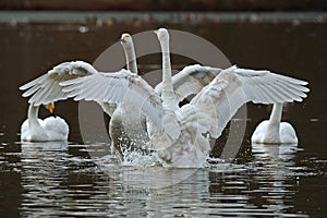 The whooper swan, Cygnus cygnus