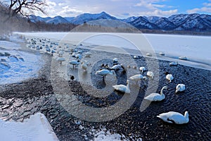 Whooper Swan, Cygnus cygnus, birds in the nature habitat, Lake Kusharo, winter scene with snow and ice in the lake, foggy mountain