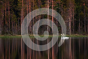 Whooper swan, Cygnus cygnus, couple swimming on the taiga lake with reflection