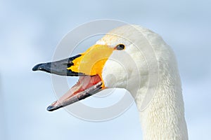 Whooper Swan, Cygnus cygnus, detail bill portrait of bird with black and yellow beak, Hokkaido, Japan