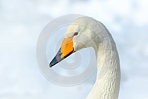 Whooper Swan, Cygnus cygnus, detail bill portrait of bird with black and yellow beak, Hokkaido, Japan