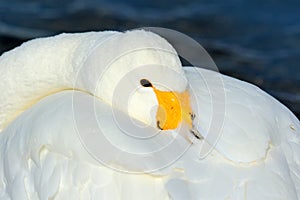 Whooper Swan, Cygnus cygnus, detail bill portrait of bird with black and yellow beak, Hokkaido, Japan. White bird, sea water in