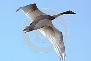 Whooper swan Cygnus cygnus flies over the ground on an autumn day.