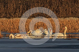 Whooper swan (cygnus cygnus) on lake