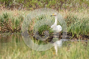 Whooper swan, Cygnus cygnus, on the nest in taiga lake