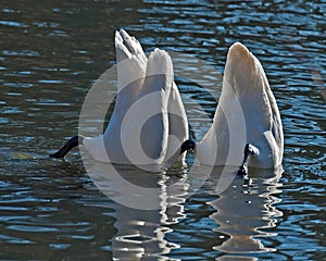 Whooper swan, Cygnus cygnus pick up food on the seabed.