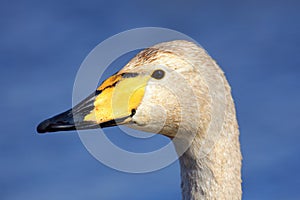 Whooper Swan, Cygnus cygnus, portrait of bird with black and yellow beak, Lake Hornboga, Sweden