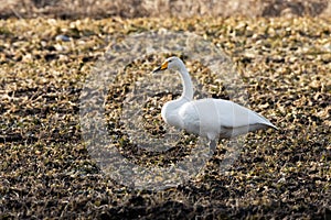Whooper swan, Cygnus cygnus stopping on a muddy crop field