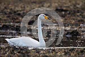 Whooper swan, Cygnus cygnus stopping on a muddy crop field