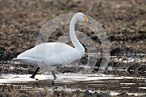 Whooper swan, Cygnus cygnus stopping on a muddy crop field