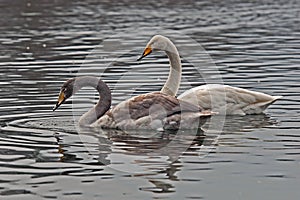 Whooper swan, Cygnus cygnus swiming on the lake