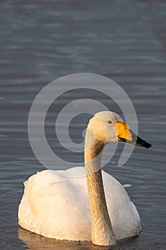 Whooper swan (Cygnus cygnus) swimming on a lake in Finland during the golden hour