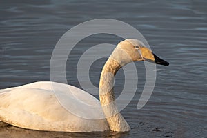 Whooper swan (Cygnus cygnus) swimming on a lake in Finland during the golden hour