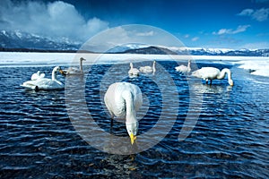 Whooper Swan or Cygnus cygnus swimming on Lake Kussharo in Winter at Akan National Park,Hokkaido,Japan, mountains covered by snow photo