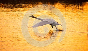 Whooper swan, Cygnus cygnus, take-off