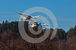 The whooper swan, Cygnus cygnus