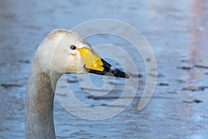 Whooper Swan Cygnus Cygnus photo