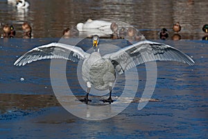 Whooper swan, Cygnus cygnus with wings out