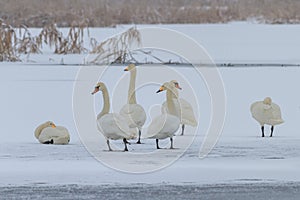 Whooper Swan Cygnus cygnus in winter