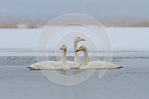 Whooper Swan (Cygnus cygnus) in winter