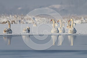 Whooper Swan Cygnus cygnus in winter
