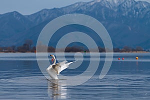 Whooper swan Cygnus flapping wings on blue lagoon or lake water in sunny day