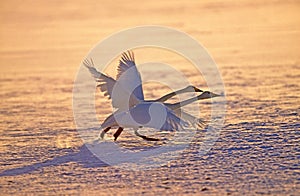 Whooper Swan, cygnus cygnus, Pair Taking off from Frozen Lake, Hokkaido Island in Japan