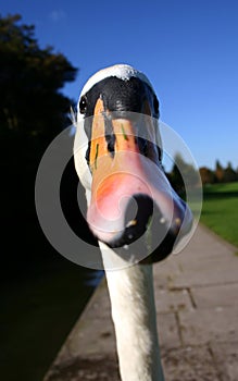 Whooper Swan Face On