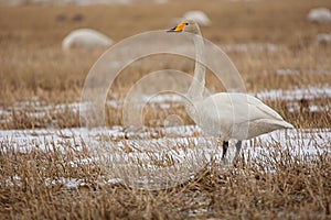 Whooper swan in field.
