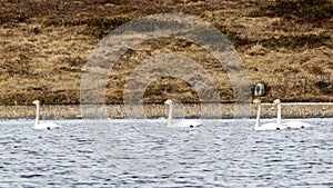 Whooper Swan at Flatruet Harjedalen Sweden