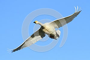 Whooper Swan in Flight