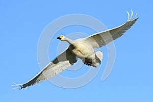 Whooper Swan in Flight photo