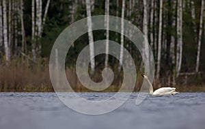 Whooper swan float and drinks water with falling blobs from beak on the big lake in scenic view