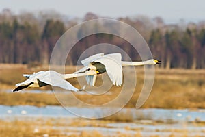 Whooper Swan flying