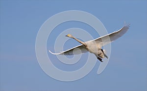 Whooper swan flying over blue sky