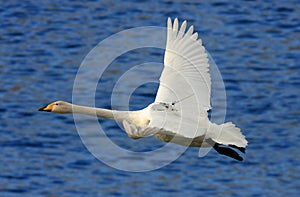 Whooper Swan with GPS tracking device