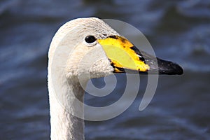 Whooper swan head close up