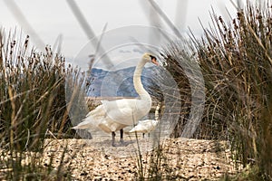 Whooper swan in natural habitat. Swans are birds of the family Anatidae within the genus Cygnus