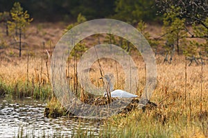 Whooper swan nesting