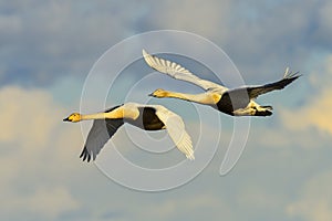 Whooper swan
