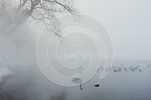 Whooper swan and a sord of mallards swimming near to the shore of Lake Kussharo, Hokkaido, Japan