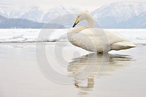 Whooper Swan photo