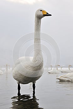 Whooper Swan photo