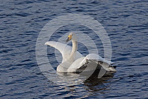 Whooper swan swimming