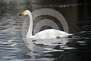 Whooper Swan swimming across a lake